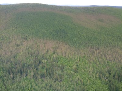 Large-aspen-tortrix-aspen-defoliation-aerial-survey-view-Alaska