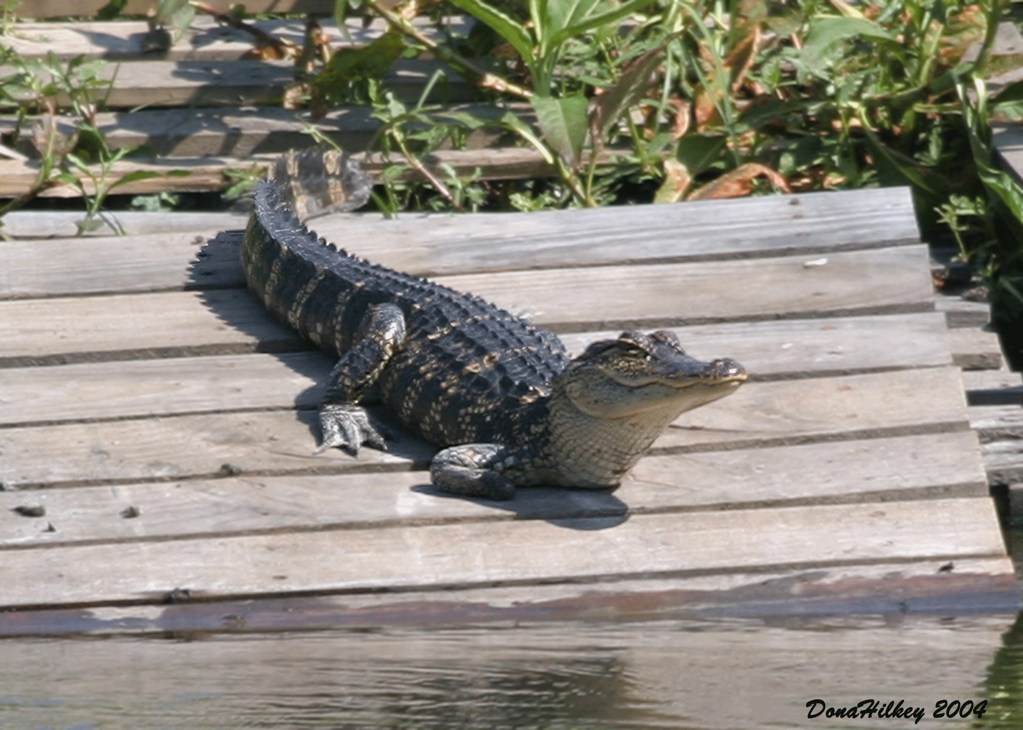 American alligator