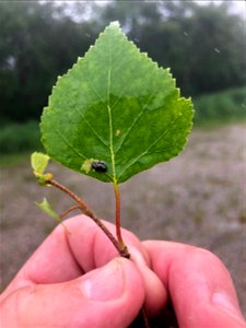 Leaf-beetle-birch-Alaska-GDubois