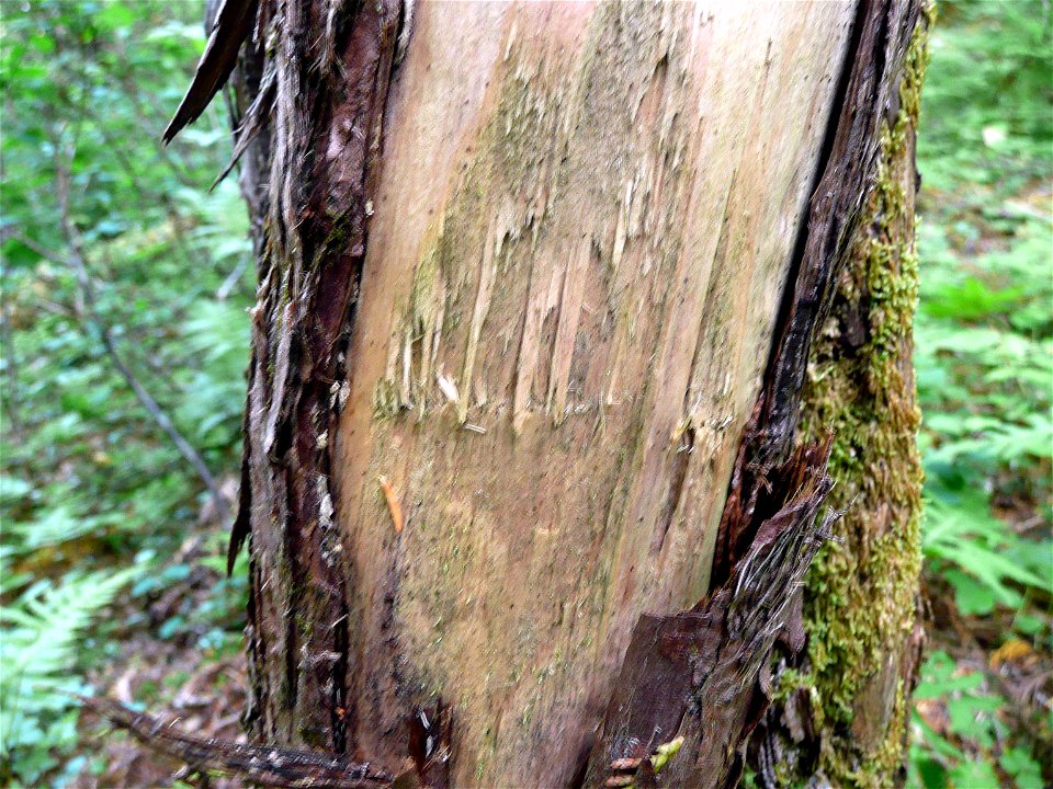 Yellow-cedar-brown-bear-scar-old-Tongass