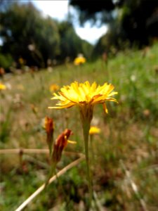 Scorzoneroides autumnalis (L.) Moench, 1794