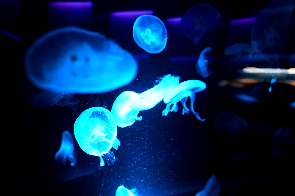 京都水族館 / Kyoto Aquarium