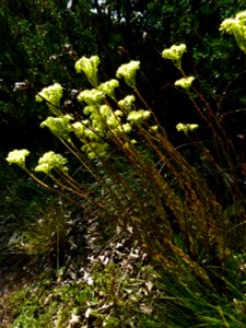 Sedum sediforme (Jacq.) Pau, 1909