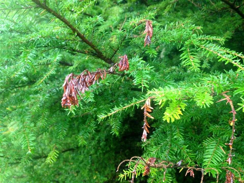 Sirococcus-shoot-blight-western-hemlock-Tongass-3