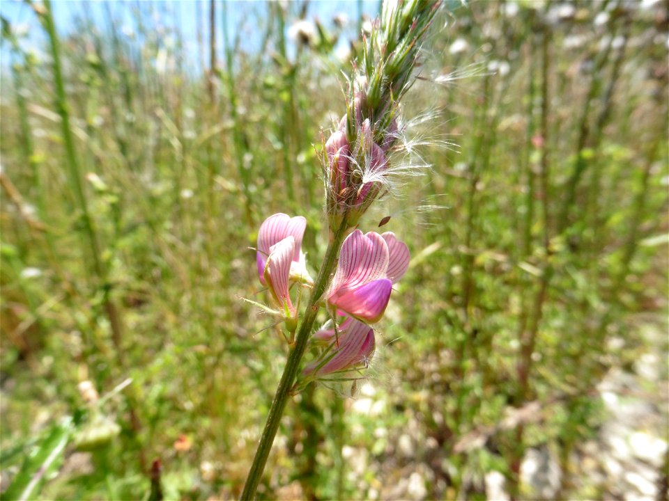 Onobrychis viciifolia Scop., 1772