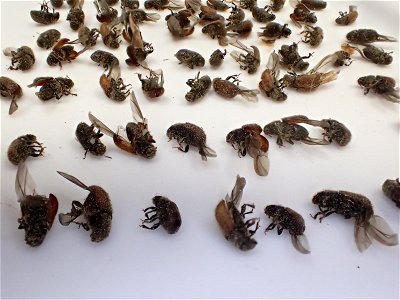Spruce-beetle-trapping-Interior-Alaska