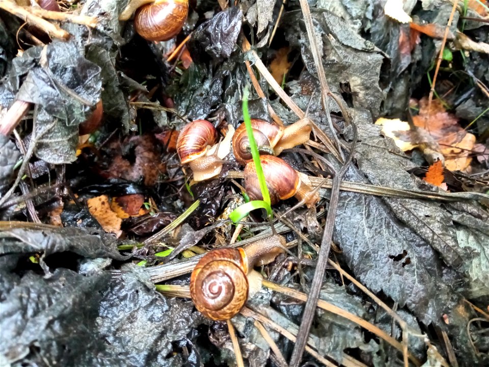 Snails