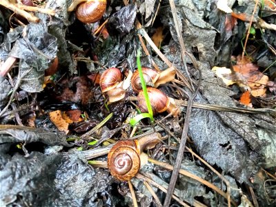 Snails photo