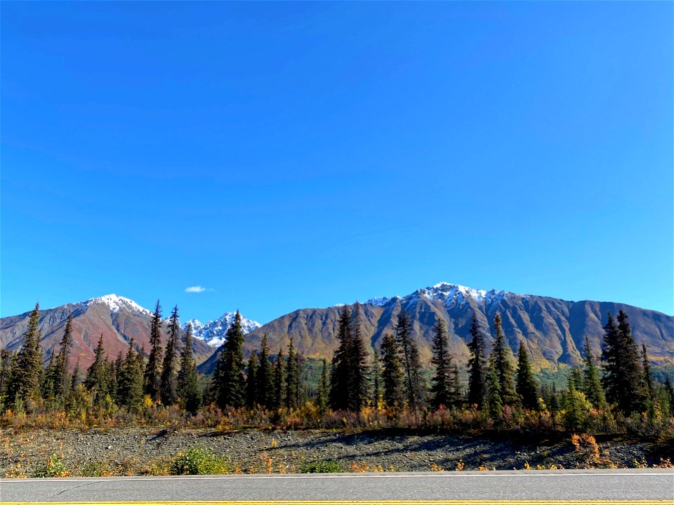 Spruce-beetle-mortality-2020-TrappersCk-Alaska-SydneyBrannoch-01