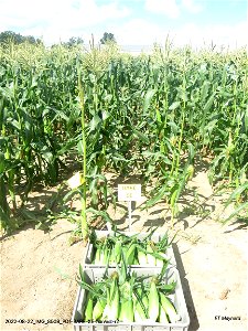 PD1-BARE-CE-harvest-r2