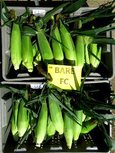 PD1-BARE-FC-harvested-ears