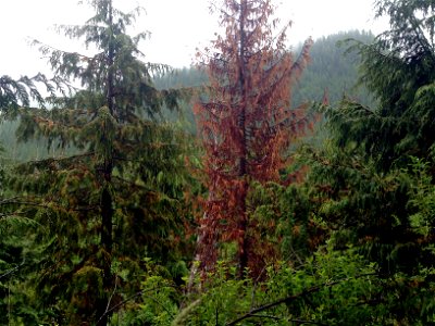YYoung-growth-yellow-cedar-decline-Tongass-4