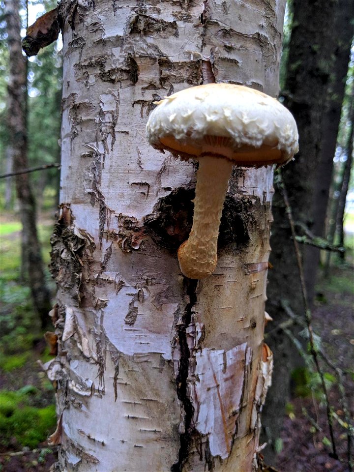 Pholiota-on-live-birch-Delta-Junction-Alaska-1