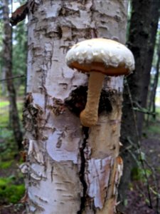 Pholiota-on-live-birch-Delta-Junction-Alaska-1