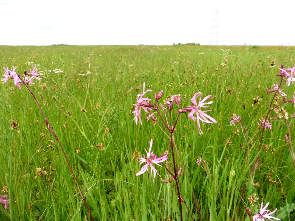 Lychnis flos-cuculi L., 1753