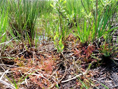Drosera intermedia Hayne, 1798