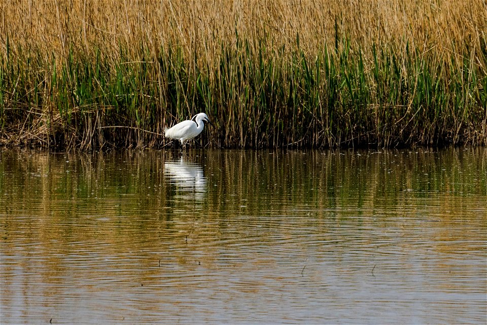 26-03-2021 Aiguamolls de l' Empordà