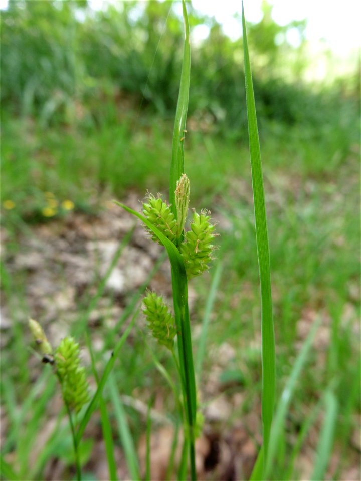 Carex pallescens L., 1753