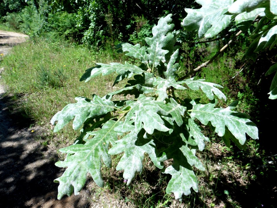 Quercus pubescens Willd., 1805