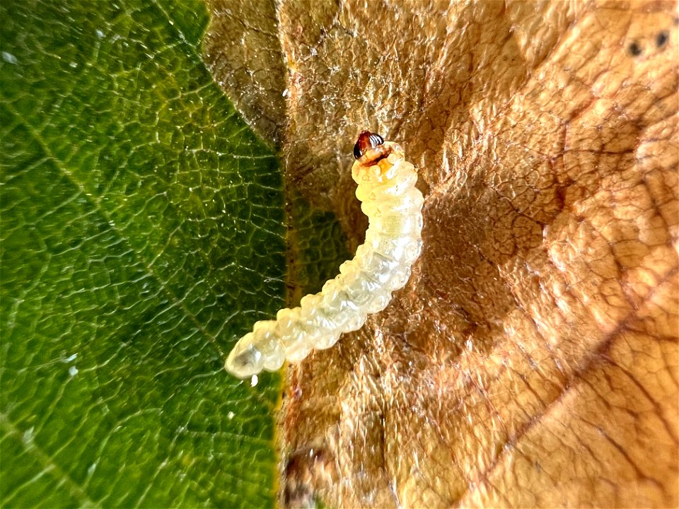 Late-birch-leaf-edgeminer-ventral-habitus-Alaska