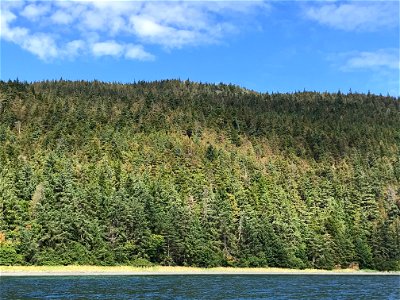 Hemlock-sawfly-defoliation-HoodBay-AdmiraltyIsTongass