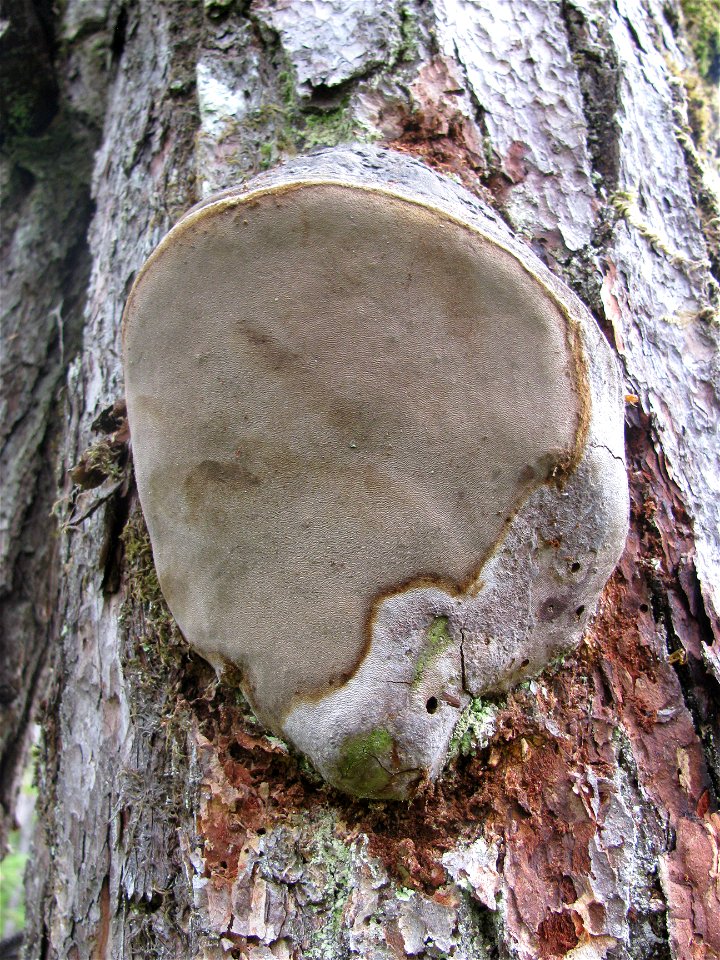 Phellinus-hartigii-Mitkof-Is-Tongass-2