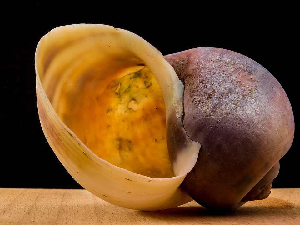 Shell snail close up