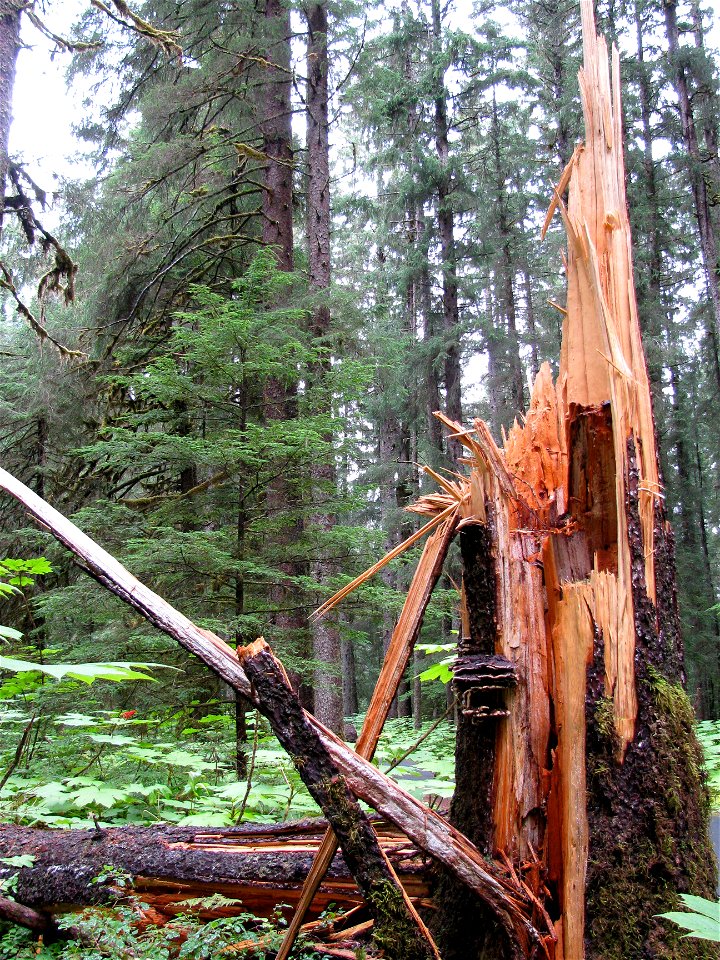 Phaeolus-schweinitzii-broken-stem-Tongass-2