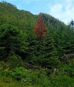 Western-redcedar-topkill-Prince-of-Wales-Island-Tongass-3 photo