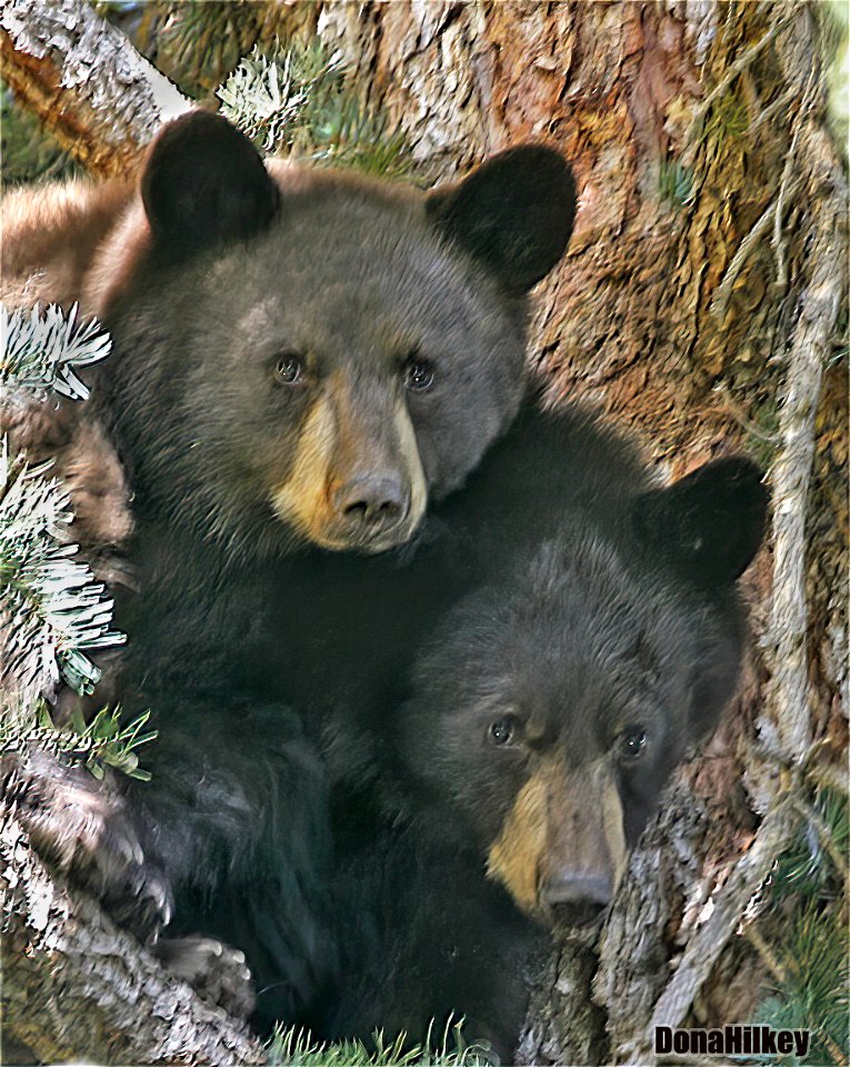 Two Black Bear Cubs