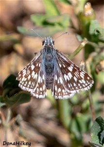 Common Checkered-Skipper