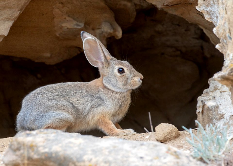 Desert Cottontail