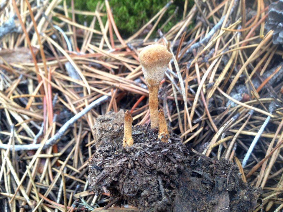 Tomentosa-conk-shore-pine-Haines-Alaska-2