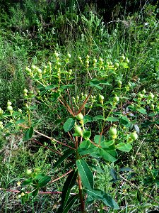 Euphorbia illirica Lam., 1788