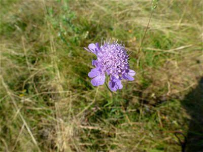 Scabiosa columbaria L., 1753