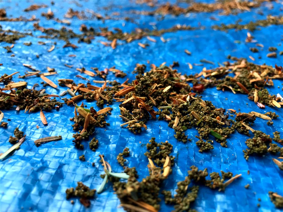 Western-blackheaded-budworm-frass-2021-Juneau-Tongass-2