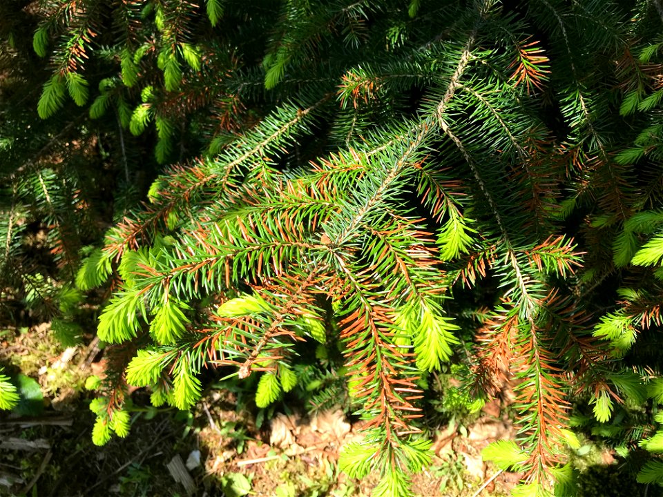 Lirula-macrospora-foliar-symptoms-Tongass-4