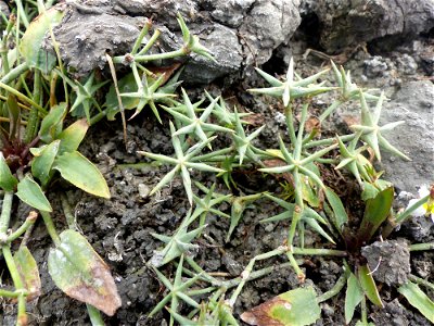 Damasonium alisma Mill., 1768