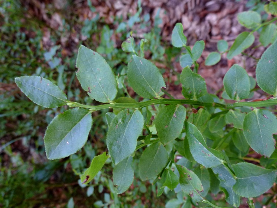 Vaccinium myrtillus L., 1753