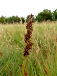 Carex otrubae Podp., 1922