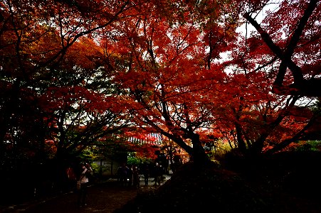 京都龍安寺/Kyoto Ryoanji