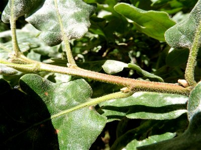 Quercus pubescens Willd., 1805
