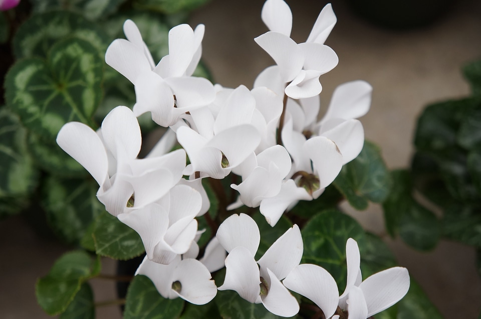White cyclamen flowers