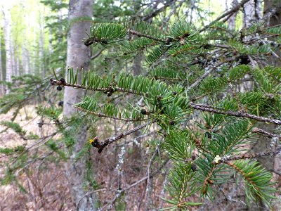 Gemmamyces-piceae-fruiting-white-spruce-buds-Alaska-2