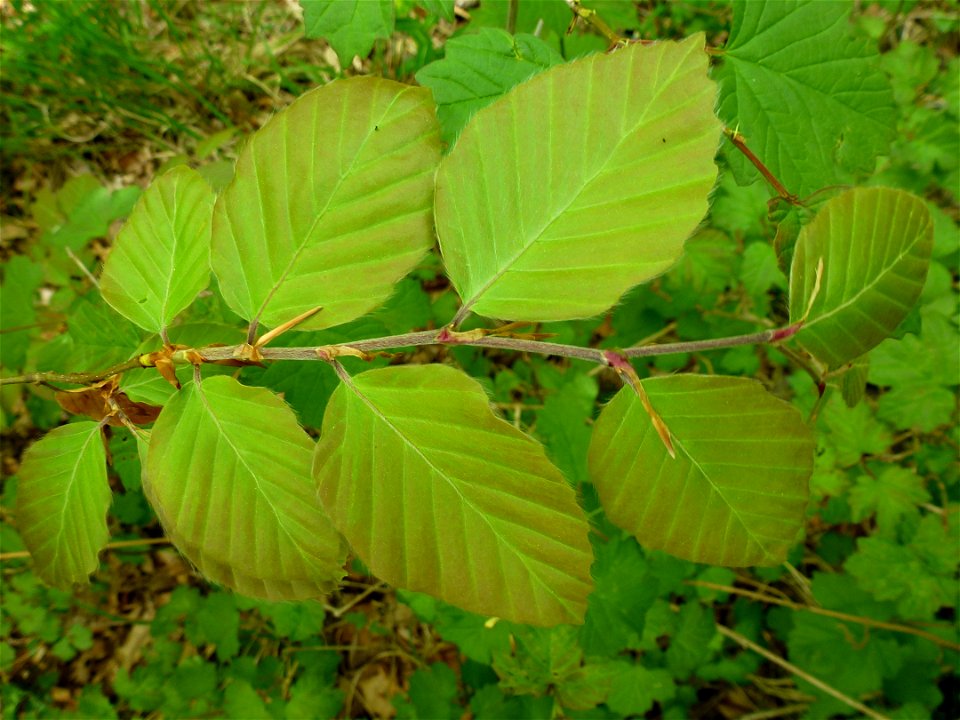 Fagus sylvatica L., 1753