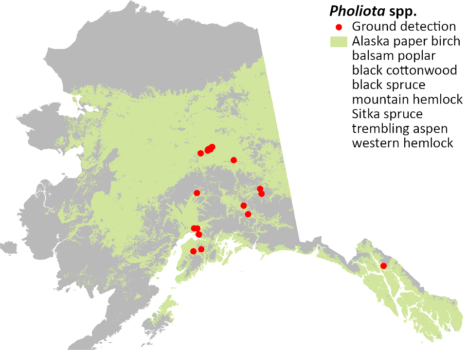 Pholiota-detection-map-2020-Alaska
