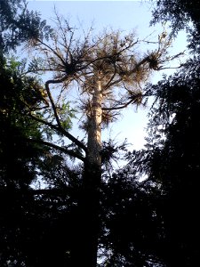 Hemlock-dwarf-mistletoe-canopy-gap-Tongass