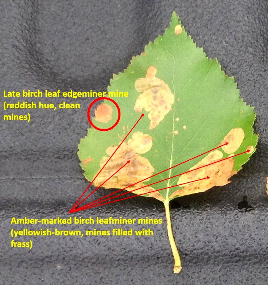 Birch-leafminer-damage--Alaska-2