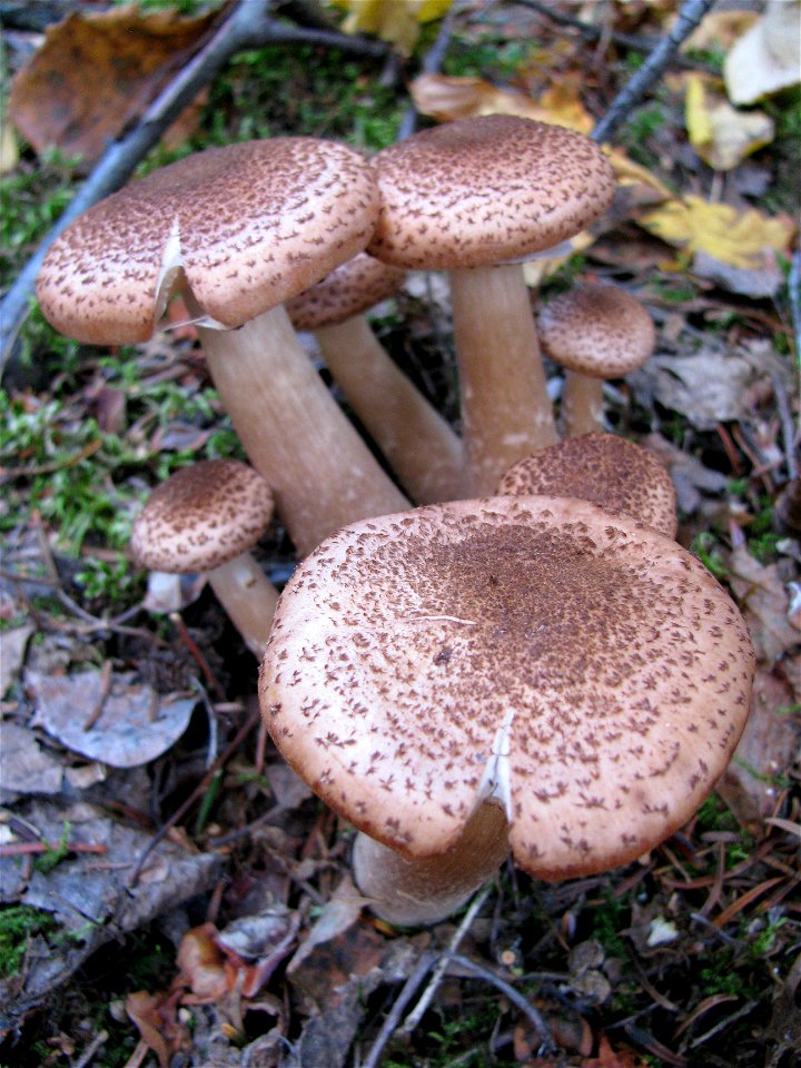 Pholiota-mushrooms-on-aspen-Valemont-BC_BritishColumbia_RobinMulvey