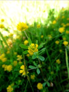 Trifolium patens Schreb., 1804